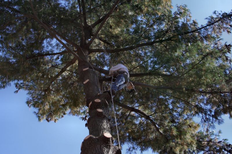 Tree Moving Service
