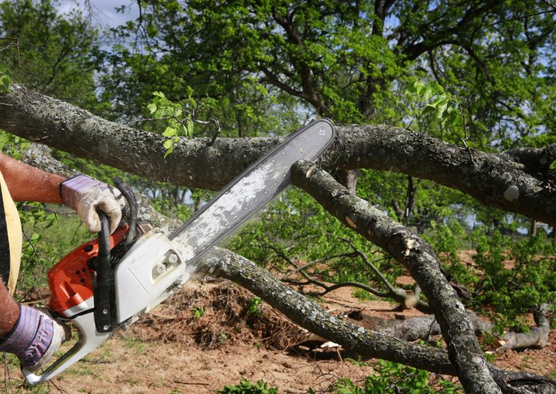 Cypress Tree Removal in Duluth, MN