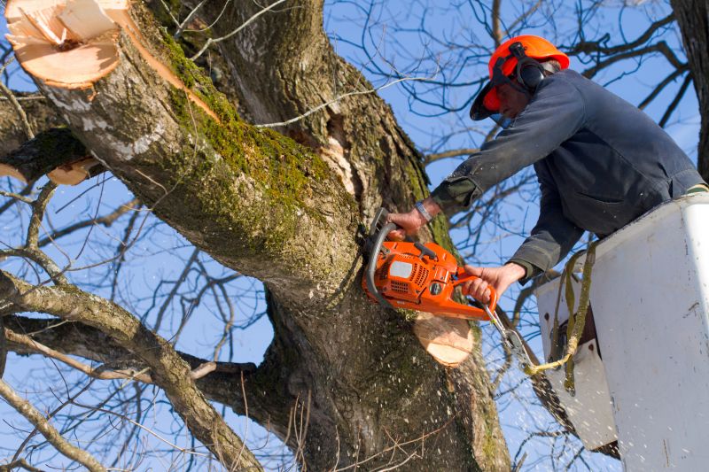 Mimosa Tree Removal in Bucks County, PA