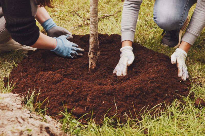 Tree Moving Service Costs — Cost of Tree Moving Service