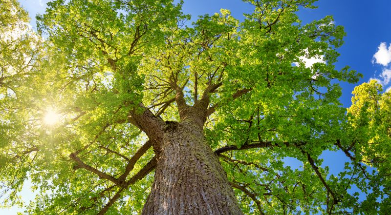 Tree Moving Service Costs — Cost of Tree Moving Service