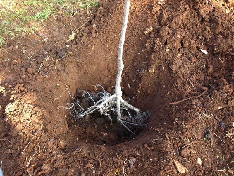 Tree Size and Root System
