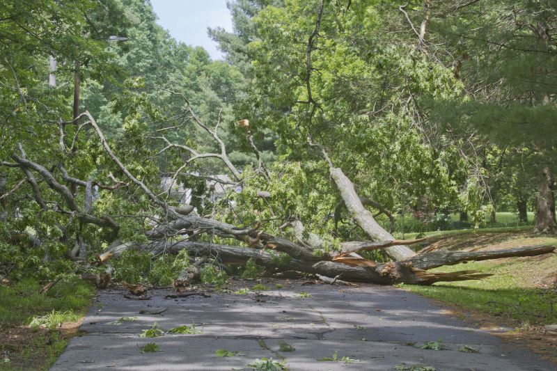 Tree Moving Service Costs — Cost of Tree Moving Service