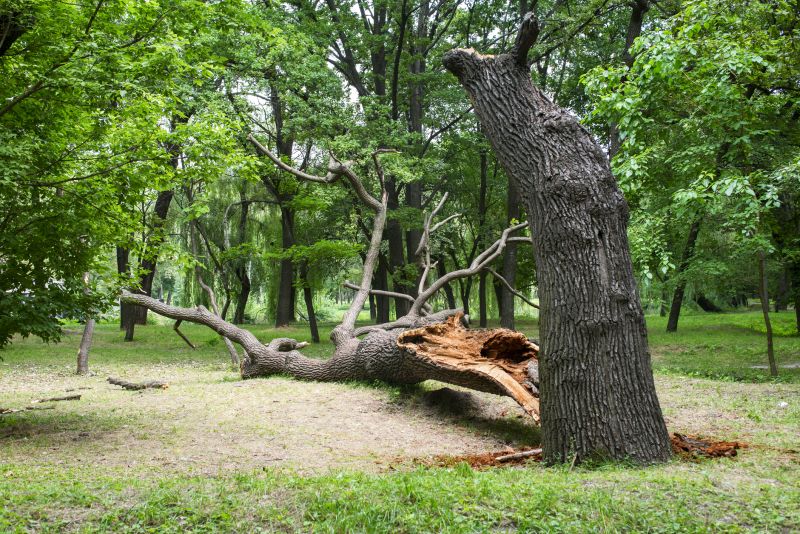 Tree Moving Service Costs — Cost of Tree Moving Service