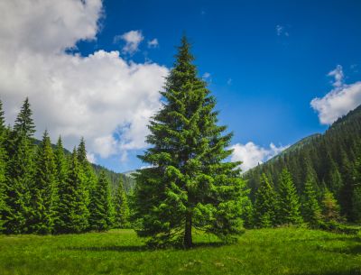 Move a Pine Tree