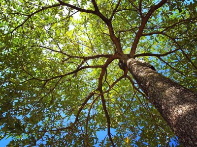 Move a Tall Tree