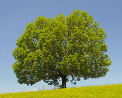 Move an Ash Tree