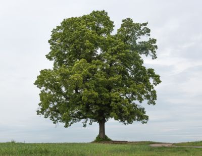 Move an Oak Tree